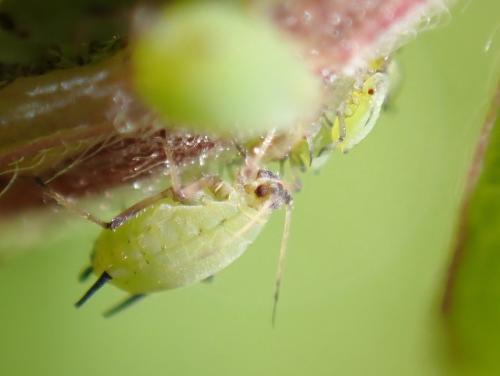 Aphis pomi